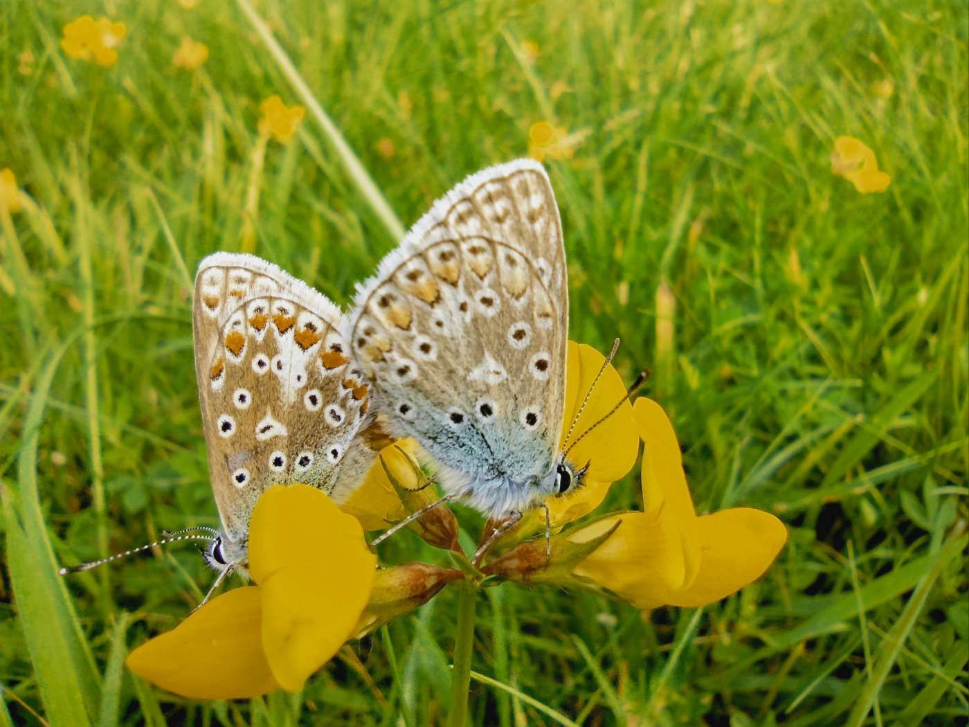 Common Blue - Nick Furtek